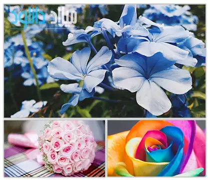 دانلود مجموعه 40 والپیپر HD از گل های زیبا – Flower Wallpaper